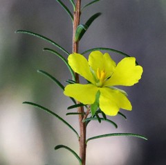 Hibbertia stricta stricta
