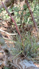 Tillandsia butzii