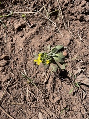 Draba asprella