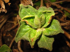 Aster spathulifolius