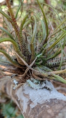Tillandsia butzii