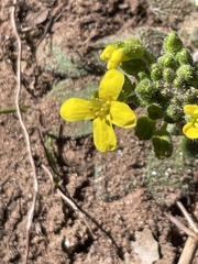 Draba asprella