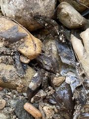 Pseudacris hypochondriaca