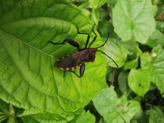 Piezogaster rubropictus