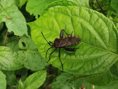 Piezogaster rubropictus