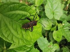 Piezogaster rubropictus