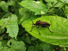 Piezogaster rubropictus