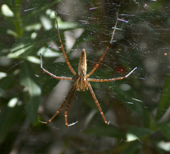 Euprosthenops bayaonianus