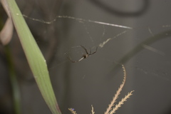 Argiope argentata