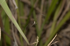 Argiope argentata
