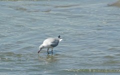 Chroicocephalus cirrocephalus