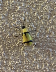 Diabrotica arcuata