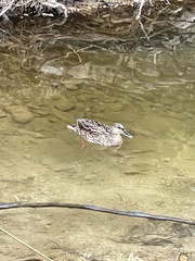 Anas platyrhynchos