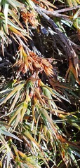 Dracophyllum pubescens