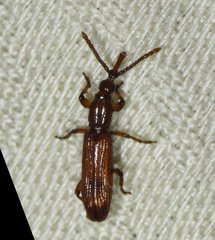 Stereodermus exilis