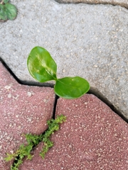 Magnoliopsida