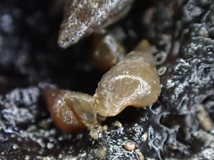 Potamopyrgus estuarinus