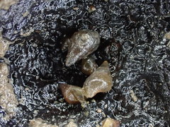 Potamopyrgus estuarinus