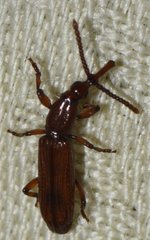 Stereodermus exilis