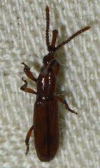 Stereodermus exilis