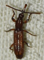 Stereodermus exilis