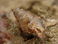 Potamopyrgus estuarinus