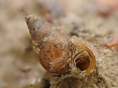 Potamopyrgus estuarinus