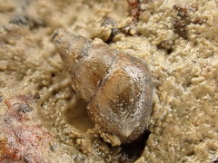 Potamopyrgus estuarinus