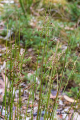 Juncus pauciflorus