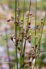 Juncus pauciflorus