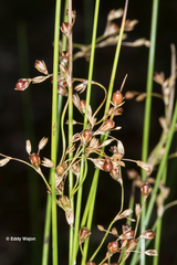 Juncus pauciflorus