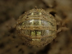 Sphaeroma quoianum
