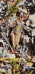 Brachaspis collinus
