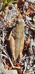 Brachaspis collinus