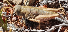 Brachaspis collinus