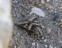 Drasteria convergens