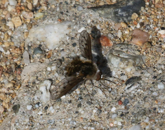 Bombylius curtirhynchus