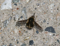 Bombylius curtirhynchus