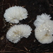 Hypomyces tremellicola - Photo (c) Andrew Khitsun, some rights reserved (CC BY-NC), uploaded by Andrew Khitsun
