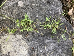 Apium prostratum prostratum