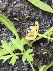 Apium prostratum prostratum