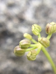 Apium prostratum prostratum