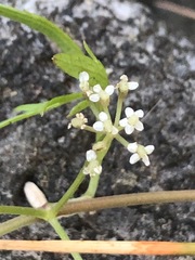 Apium prostratum prostratum