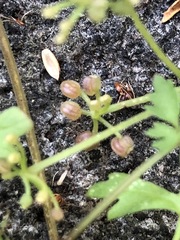 Apium prostratum prostratum