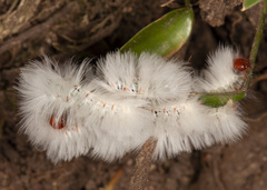 Neopreptos marathusa