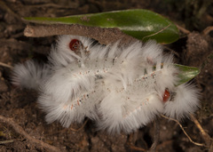 Neopreptos marathusa