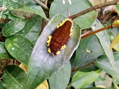 Gynautocera rubriscutellata