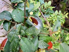 Gynautocera rubriscutellata