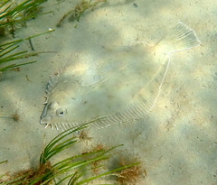 Rhombosolea tapirina