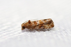 Lobesia xylistis